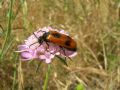 Lydus trimaculatus italicus